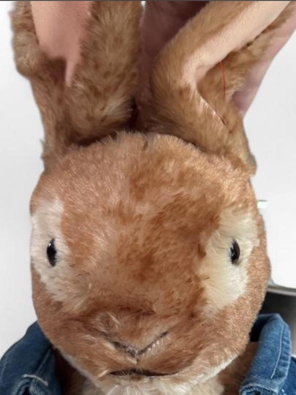 Build-A-Bear Peter Rabbit Plush - Picture 2 of 6